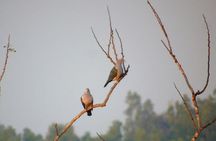 Bird Watching at Kodachadri