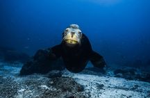 Private Trip Espiritu Santo Island