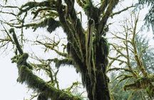 Twilight Forks Washington Tour