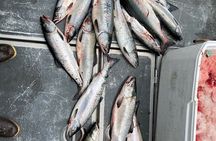 Private Ketchikan Halibut and Salmon Fishing Charter