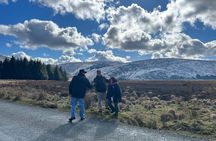 Sheepdogs in the countryside, authentic Dubliners city tour combo
