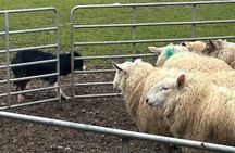 Sheepdogs in the countryside, authentic Dubliners city tour combo