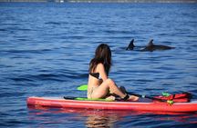 Stand Up Paddle With Dolphins, aperitif and pictures
