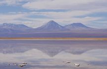 Tour to Laguna Cejar, Ojos del Salar and Laguna Tebinquiche