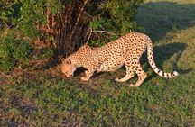 Emdoneni Wild Cat Project Day Tour from Richards Bays