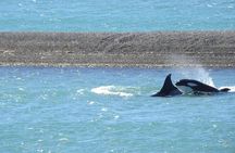 Orcas Private Tour Puerto Madryn Caleta Valdes or Punta Norte