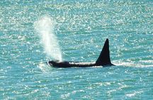 Orcas Private Tour Puerto Madryn Caleta Valdes or Punta Norte