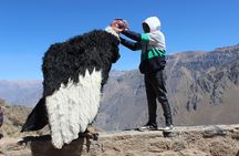  Full day / Colca Canyon