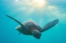 Kauai's South Shore: Ultimate 2-Tank Dive (Certified Divers)