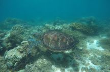 Whale Shark, Canyoneering, Sardines Run and Turtles with Transpo