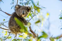 3-Day Kangaroo Island Adventure Tour