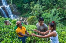 Nuwara Eliya Highlights: Waterfall, Tea & Picturesque Train Ride