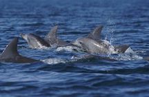 Side: Dolphin Island Boat Tour with Foam Party and Lunch
