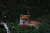 Wildlife Night Drive in Shiretoko national park