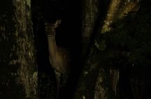 Wildlife Night Drive in Shiretoko national park