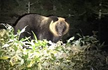 Wildlife Night Drive in Shiretoko national park