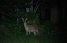 Wildlife Night Drive in Shiretoko national park