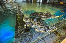 Mangroves of Madu Ganga Boat Tour (Private & All-Inclusive)