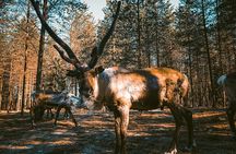 Reindeer Farm Summer Experience