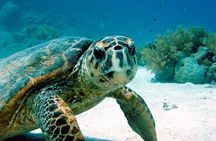 Snorkeling Experience with Turtles in Cenote in Riviera Maya