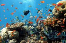 Full Day Snorkeling & Diving in Ras Mohammed National Park- sharm