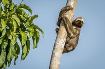 Taste of the Amazon Jungle 3D-2N-A Amazon Tapiri Floating Lodge 