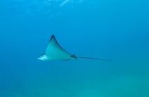 Kauai's South Shore: Ultimate 2-Tank Dive (Certified Divers)