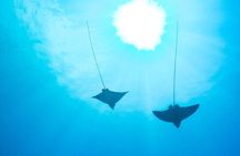 Kauai's South Shore: Ultimate 2-Tank Dive (Certified Divers)