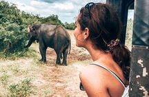 Majestic Mammals Of Sri Lanka: Whale & Elephant Safari Tour 