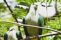 Private Half-Day Hike in the Opunohu Valley in Moorea