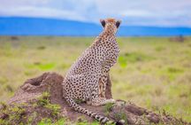 Big Five Classic Safari in Tanzania **Sustainable Travel approach