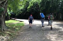 6 Hours Kilimanjaro Day Hike to Mandara Hut and Maundi Crater 