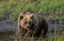 Bear and Arctic Animals 2 Day Trip from Rovaniemi