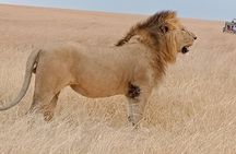 Private 6-Days Tour Exploring in Amboseli & Nakuru National Park