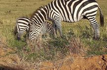 Private 6-Days Tour Exploring in Amboseli & Nakuru National Park