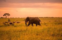 Tarangire Budget Full Day Tour from Arusha