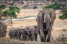 5 Days Private Tarangire, Serengeti, Ngorongoro, Manyara Safaris