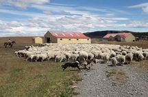 Estancia ,de la comuna de Laguna Blanca 