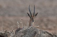 2 Days Trip to Farasan Islands in Jazan All inclusive