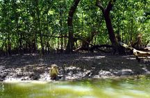 Full Day Mangrove Forest Conservation Centre