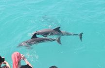 All-Inclusive Sandbar Safari with Dolphin Playground Encounter 