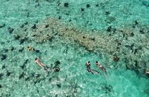 Key West Dolphin and Snorkel Experience 