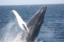 Private Whale Watching Tour – Viking 46ft Yacht | Pearl Islands