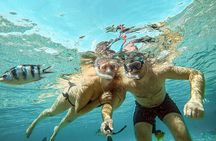 Full Day Snorkeling & Diving in Ras Mohammed National Park- sharm