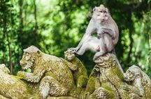 Ubud Full Day Tour Waterfall Monkey Forest Rice Terrace