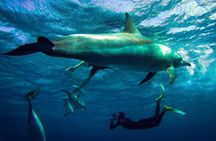 Snorkeling Adventure at Dolphin House Reef & Transfers-Marsa Alam