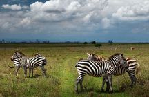 Nairobi National Park and Giraffe Center Day Tour