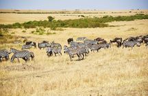 4-Day 3-Night Masai Mara and Nakuru National Park Guided Safari
