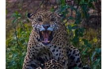 4-day Pantanal Tour with accommodation - Departing from Cuiaba