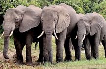 3 Days Serengeti and Ngorongoro Budget Tour
